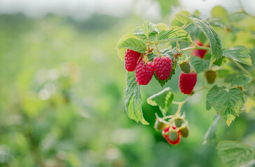 Close-up of ripe raspberries on a bush. Organic farming and healthy food concept, copy space