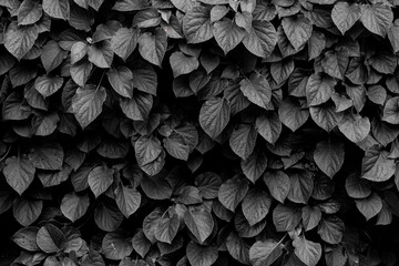 Selective focus of green leaves in dark tone, Hydrangea macrophylla is a species of flowering plant...