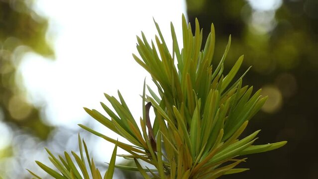 Podocarpus acutifolius, commonly called needle-leaved totara, is a species of conifer in Podocarpaceae family. It is found only in New Zealand. Its habitat is tropical high-altitude shrubland.