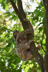 Three-toed sloth climbing tree with baby 