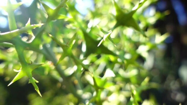 Colletia paradoxa - Crucifixion Thorn, Thorn of the Cross, Anchor Plant. Colletia is a genus of flowering plants in the family Rhamnaceae. They are non-legume nitrogen fixers.