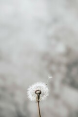 A single white dandelion on a grassy field, suitable for various projects