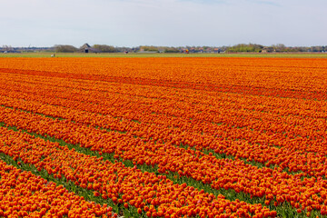 Row or line of orange tulips flowers with green leaves on the field in countryside farm, Tulips are...