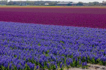 Two tone color of Hyacinth in flowers filed, Dark blue and purple Hyacinthus, Small genus of...