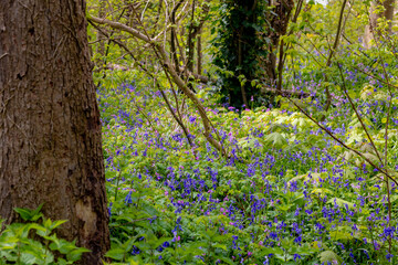 Selective focus of wild Spanish bluebell flowers in the forest, Hyacinthoides hispanica, Endymion hispanicus or Scilla hispanica is a spring-flowering bulbous perennial native to the Iberian Peninsula