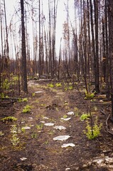 Rocky path through wildfire damaged forest.