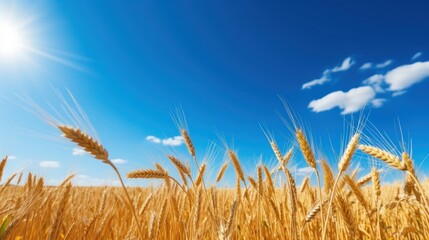 Obraz premium Golden wheat field under blue sky