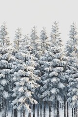 Winter scene of snow covered trees in forest. Suitable for nature backgrounds