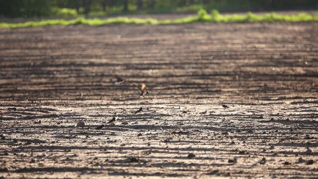 Swallows land on a ploughed hemline in a summer village field.