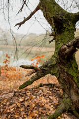 Detailed view of a twisted and weathered tree trunk by a serene lake during the fall season