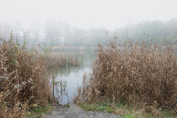 Tranquil lake morning, misty fog, serene atmosphere, tall grass, nature beauty.