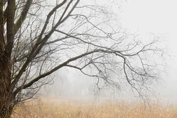Majestic bare tree branches silhouetted against a misty sky in tranquil autumn or winter beauty.