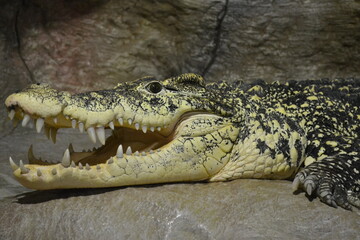 crocodile 