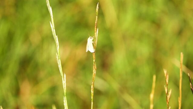 Female fall webworm (Hyphantria cunea) is moth in family Erebidae known principally for its larval stage, which creates the characteristic webbed nests on tree limbs of a wide variety of hardwoodsl.