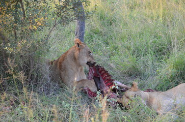 Lion