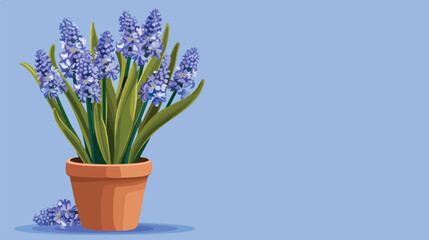 Pot with blooming grape hyacinth plant Muscari on blue background