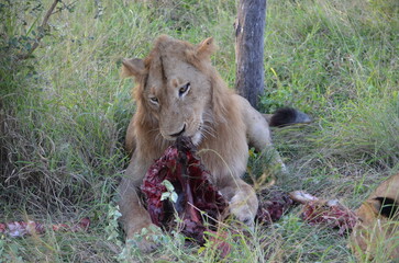 Lion