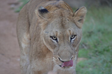 Lion
