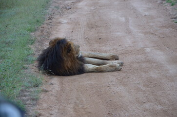 Lion