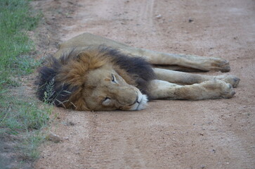 Lion