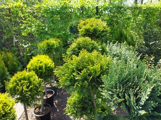 Asortyment w sklepie ogrodniczym - kwiaty i krzewy © tomo81