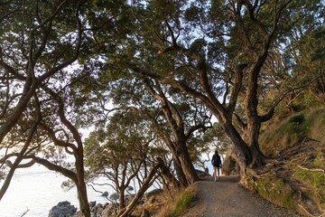Fototapeta premium Beach hiking trail in tree grove in Mount Maunganui, Bay Of Plenty, New Zealand