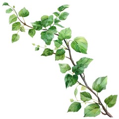 vine single branch in watercolor illustration with white background