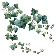 vine single branch in watercolor illustration with white background