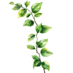 Fototapeta premium vine single branch in watercolor illustration with white background