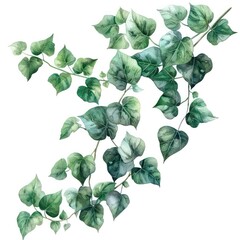 vine single branch in watercolor illustration with white background
