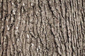 tree texture