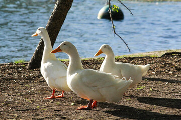 Ducks by the lake