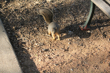 squirrel in the desert
