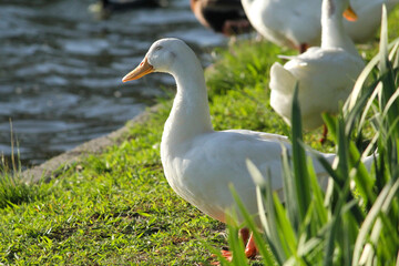 white goose on the grass