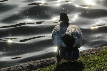 duck by lake