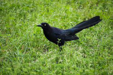 crow on the grass