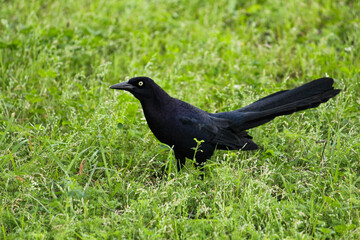crow on grass