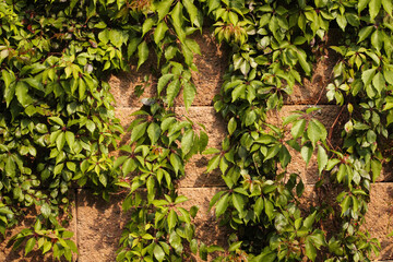 tree branches over wall in the garden