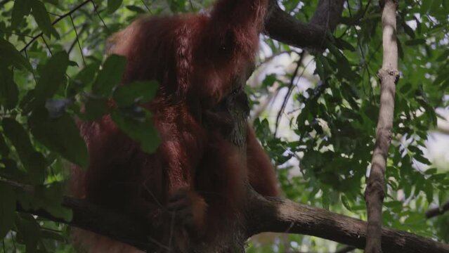 a female sumatran orangutan scratches its neck while sitting in a rainforest tree of gunung leuser national park on sumatra, indonesia