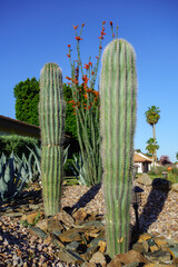Columnar Saguaro cacti together with Ocotillo and Blue Agave succulents used in street xeriscaping in Phoenix, Arizona