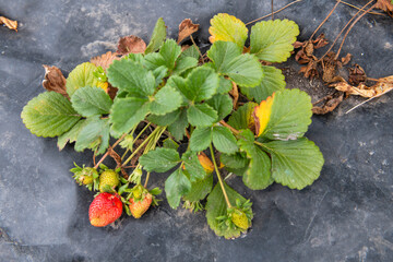 A strawberry plant with a single strawberry on it - Powered by Adobe