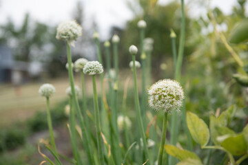 A field of white flowers with green stems