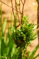 Close shot of dead leaf in a tree