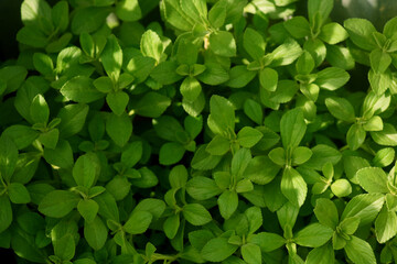Green floral leaves from a lush herbs garden