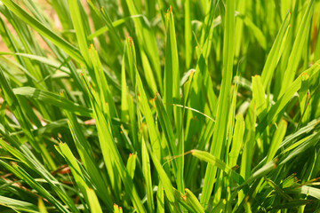 Green lemon grass leaves from a lush herbs garden