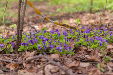 Blooming violets in spring forest (Viola odorata)