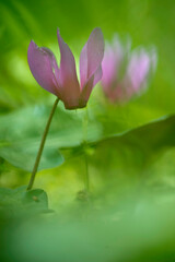 Obraz premium Spring sowbread flower bed in the wood, Cyclamen (cyclamen repandum) growing wild on the forest floor. Sassari, Sardinia, Italy