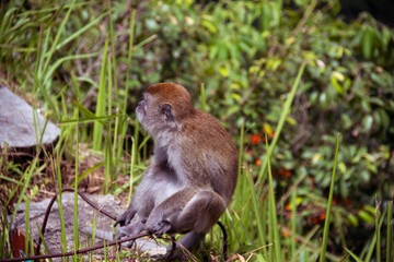 Macaca fascicularis, also known as the long-tailed macaque or Monyet Ekor Panjang, is living in the beautiful Sianok Grand Canyon, Bukittinggi, West Sumatera.