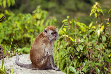 Macaca fascicularis, also known as the long-tailed macaque or Monyet Ekor Panjang, is living in the beautiful Sianok Grand Canyon, Bukittinggi, West Sumatera.