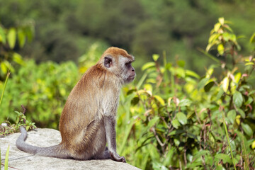 Macaca fascicularis, also known as the long-tailed macaque or Monyet Ekor Panjang, is living in the beautiful Sianok Grand Canyon, Bukittinggi, West Sumatera.